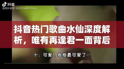 抖音热门歌曲水仙深度解析，唯有再逢君一面背后隐藏着怎样的故事？