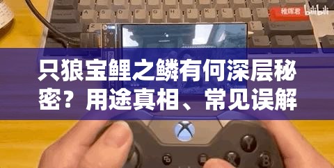 只狼宝鲤之鳞有何深层秘密？用途真相、常见误解及开发者设计逻辑揭秘