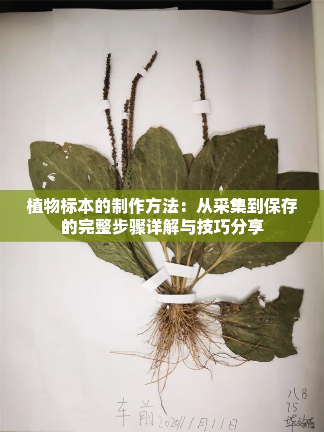 植物标本的制作方法：从采集到保存的完整步骤详解与技巧分享