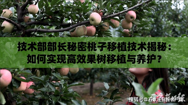 技术部部长秘密桃子移植技术揭秘：如何实现高效果树移植与养护？