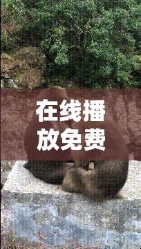 在线播放免费观看窜天猴，你需要知道的一切