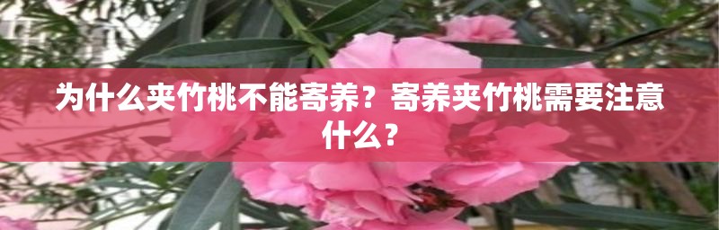 为什么夹竹桃不能寄养？寄养夹竹桃需要注意什么？