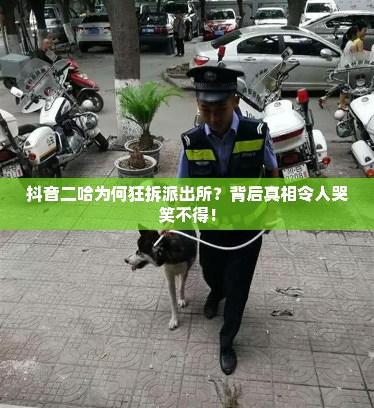 抖音二哈为何狂拆派出所？背后真相令人哭笑不得！